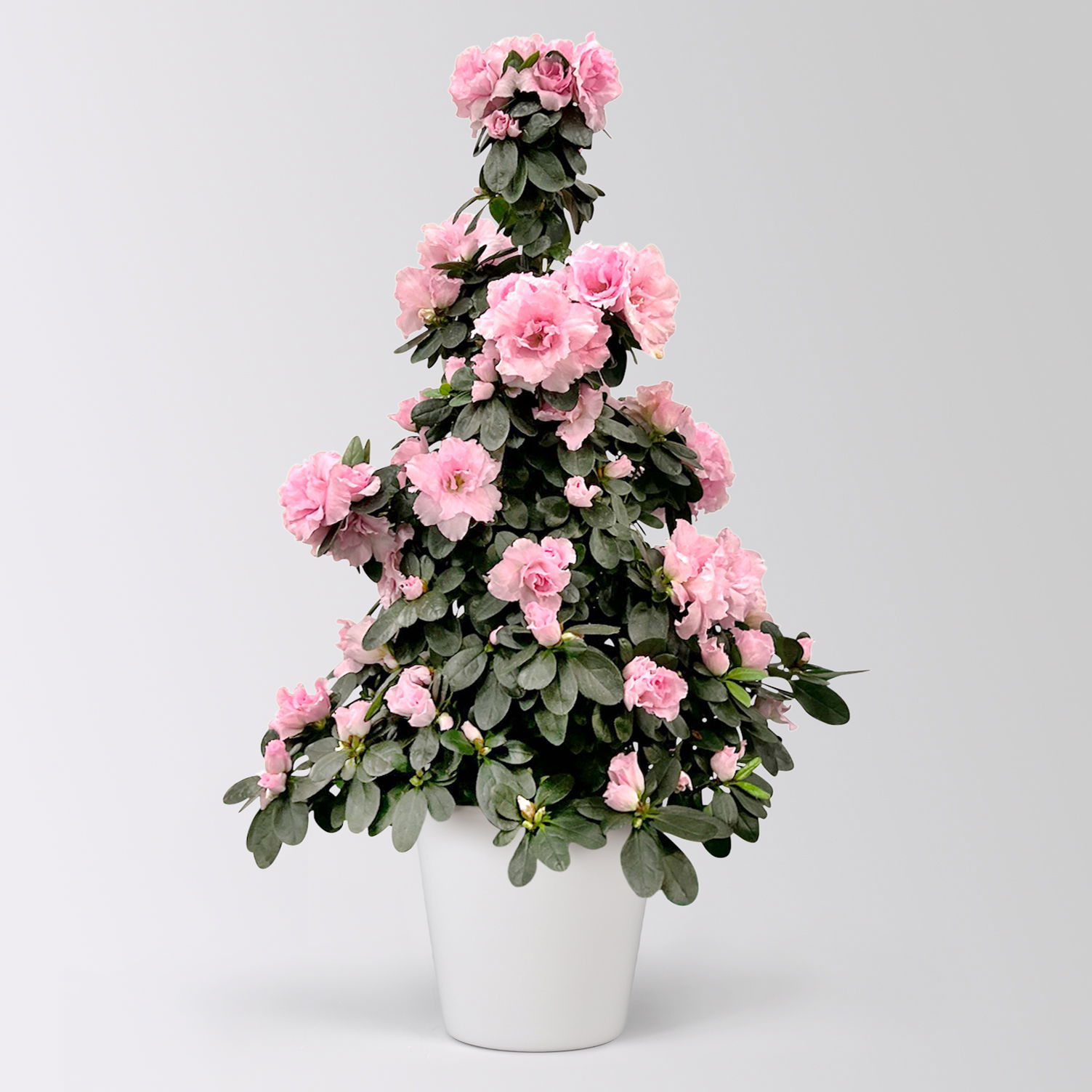 Azalee, rosa, Topf-Ø 17cm, Pyramide, in Keramiktopf Dallas weiß Azalee, rosa, Topf-Ø 17cm, Pyramide, in Keramiktopf Dallas weiß