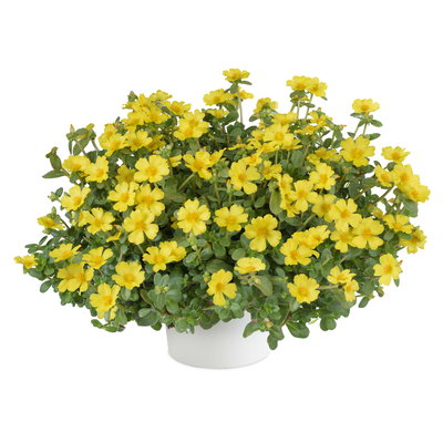 Portulakröschen, gelb, Topf-Ø 12 cm, 6 Pflanzen