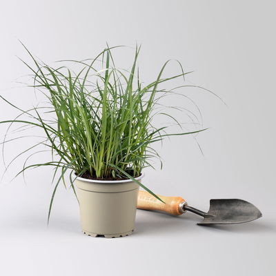 Bio Segge 'Bluish Green', grünblau, Topf-Ø 12 cm, 3 Pflanzen