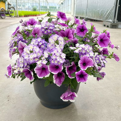 Eisenkraut/Petunien Duo, Mix zufällig, Topf-Ø 14 cm, 4er-Set