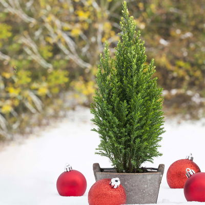 Kegelzypresse 'Snow White'®, Topf-Ø 9 cm, 8 Pflanzen Kegelzypresse 'Snow White'®, Topf-Ø 9 cm, 8 Pflanzen