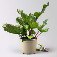 Kölle Bio Rhabarber 'Red Champagne', rosa Fruchtfleisch, Topf 3 l Kölle Bio Rhabarber 'Red Champagne', rosa Fruchtfleisch, Topf 3 l
