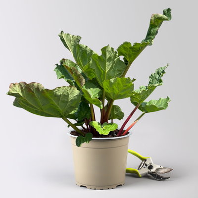 Kölle Bio Rhabarber 'Red Champagne', rosa Fruchtfleisch, Topf 3 l Kölle Bio Rhabarber 'Red Champagne', rosa Fruchtfleisch, Topf 3 l
