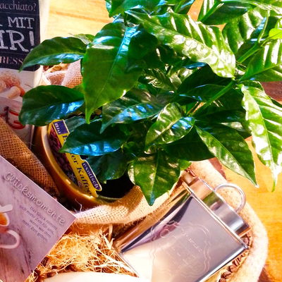 Blu Bio Kaffeepflanze, Topf-Ø 12 cm, 2er Set