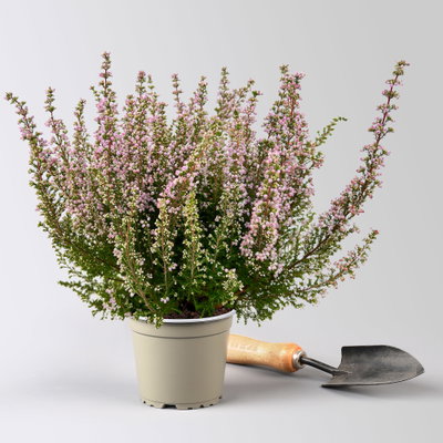 Glockenheide 'Beauty Queens®', rosa, Topf-Ø 12 cm, 6 Pflanzen Glockenheide 'Beauty Queens®', rosa, Topf-Ø 12 cm, 6 Pflanzen