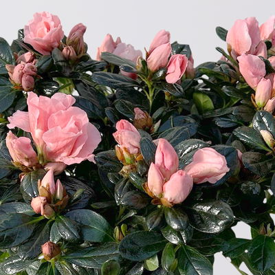 Azalee Hortinno® 'Christine Matton', rosa, gefüllt, Topf-Ø 13 cm, 3 Pflanzen