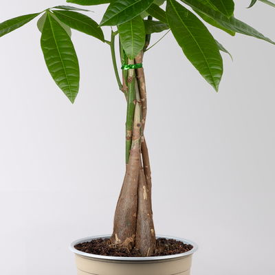 Glückskastanie, Topf-Ø 17 cm, Höhe ca. 60 cm, 2 Pflanzen Glückskastanie, Topf-Ø 17 cm, Höhe ca. 60 cm, 2 Pflanzen