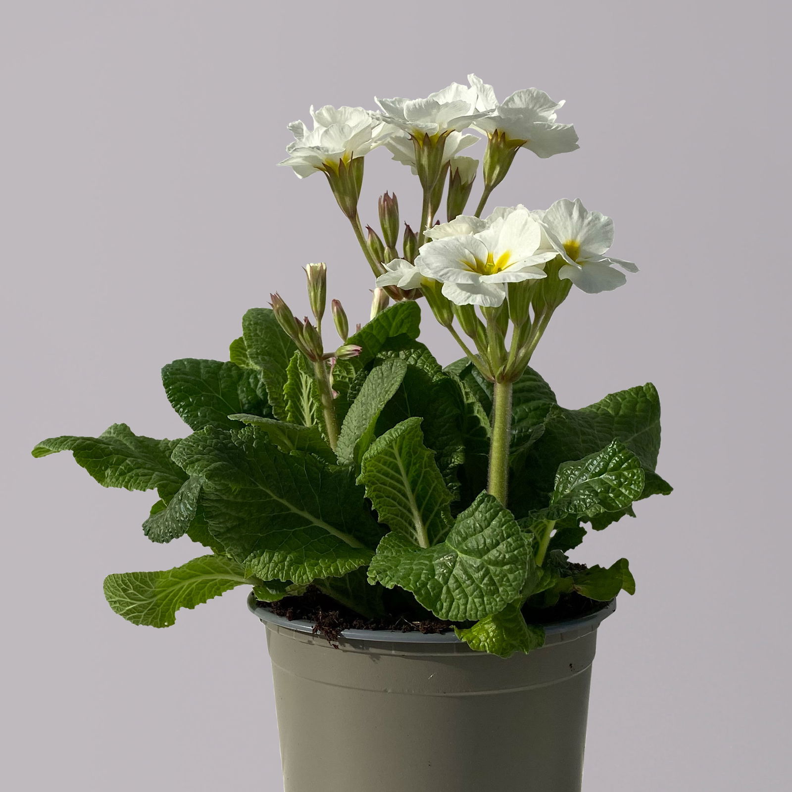 Hohe Schlüsselblume 'Inara® White' weiß, Topf-Ø 13 cm, 6er-Set