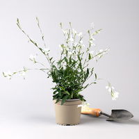 Prachtkerze, weiß, Topf-Ø 13 cm, 6 Pflanzen