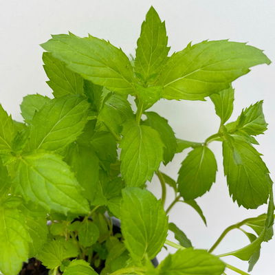 Schweizer Minze, Kölle Bio, 12cm Topf, frisch aus unserer Bio-Gärtnerei