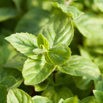 Zitronenminze, Kölle Bio, 12cm Topf, frisch aus unserer Bio-Gärtnerei Zitronenminze, Kölle Bio, 12cm Topf, frisch aus unserer Bio-Gärtnerei