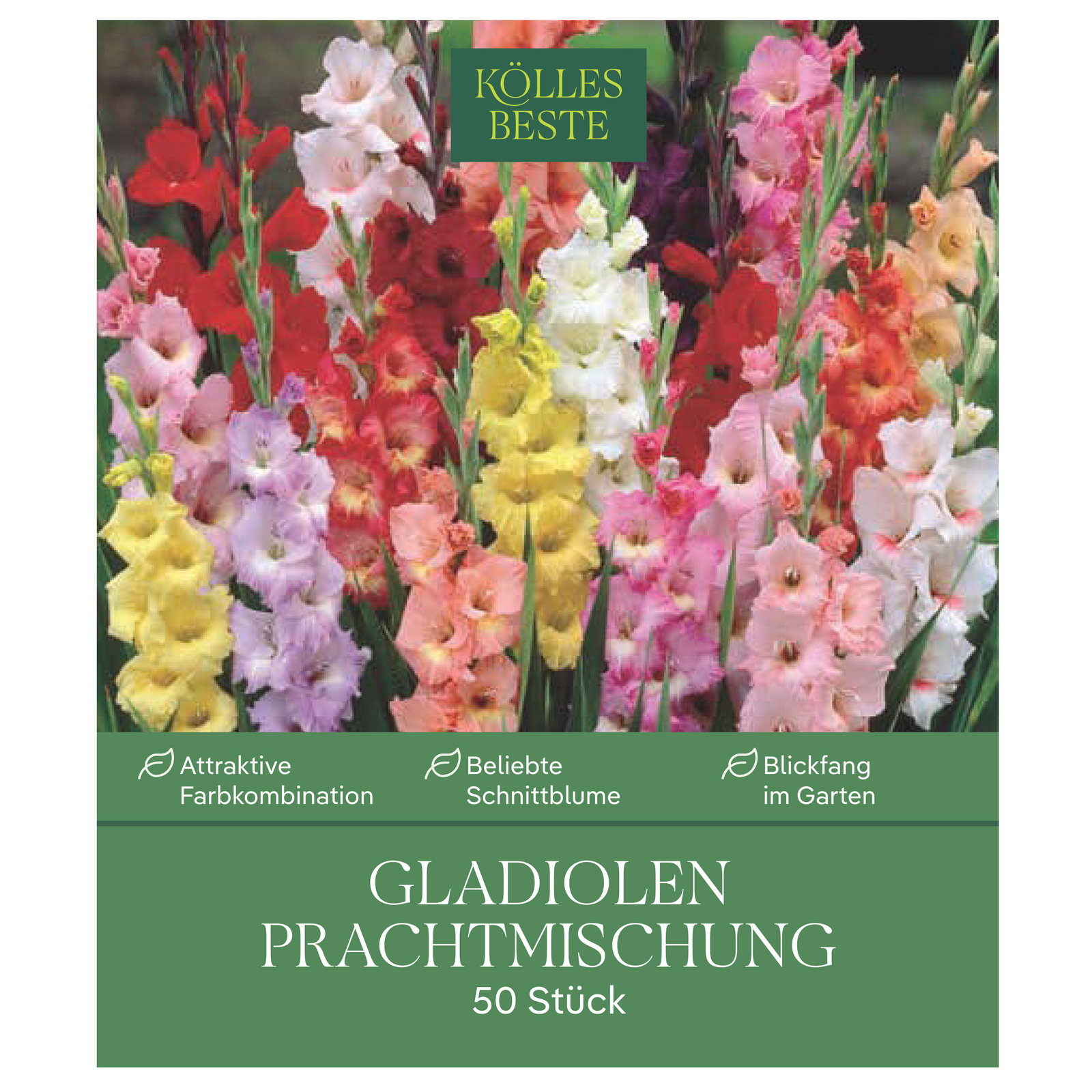 Kölles Beste Gladiolen Prachtmischung, 50 Blumenknollen