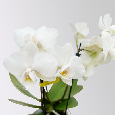 Mini-Phalaenopsis mit Keramiktopf, weiß, Topf-Ø 7 cm, 2 Pflanzen