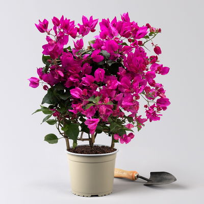 Bougainvillea pink/lila, Spalier, Topf-Ø 17 cm, Höhe ca. 50 cm