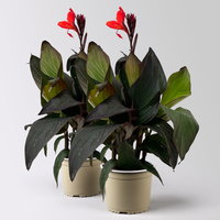 Canna 'Wyoming', hellrot, dunkellaubig, Topf-Ø 17 cm, 2 Pflanzen