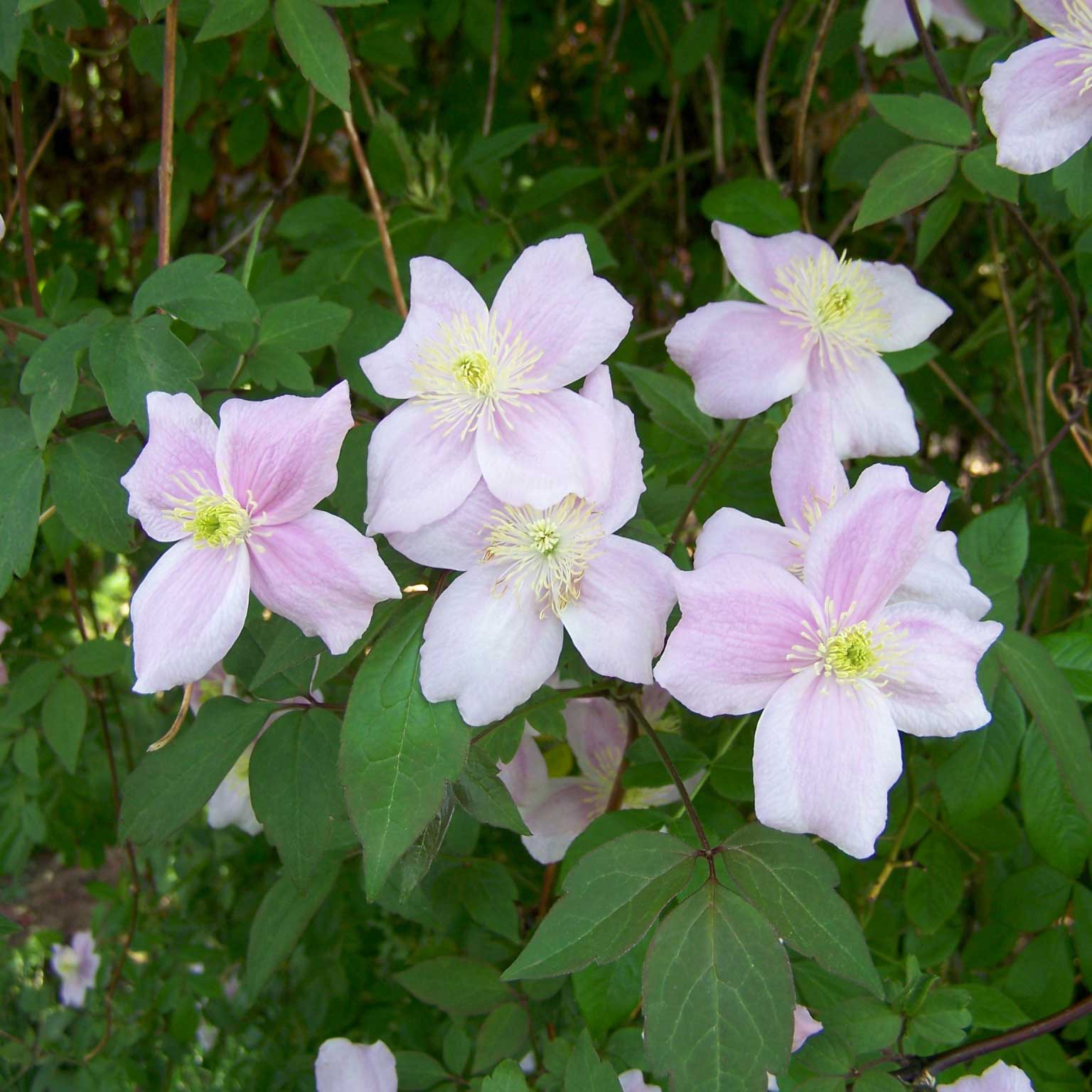Clematis 'Rubens', 2er-Set, hellrosa, Höhe 60-80 cm, Topf 2 Liter