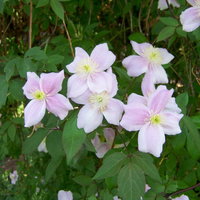 Clematis 'Rubens', 2er-Set, hellrosa, Höhe 60-80 cm, Topf 2 Liter
