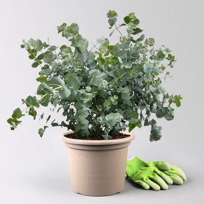 Eukalyptus 'Silver Dollar', Topf-Ø 27 cm