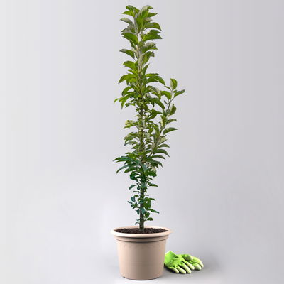 Kölle Bio Säulenapfel 'Starcats'Ⓢ, Unterlage MM 111,  Topf 10 Liter