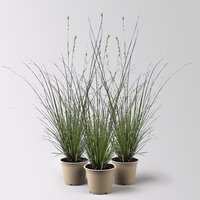 Bio Segge, grün-gelb, Topf-Ø 12 cm, 3 Pflanzen Bio Segge, grün-gelb, Topf-Ø 12 cm, 3 Pflanzen