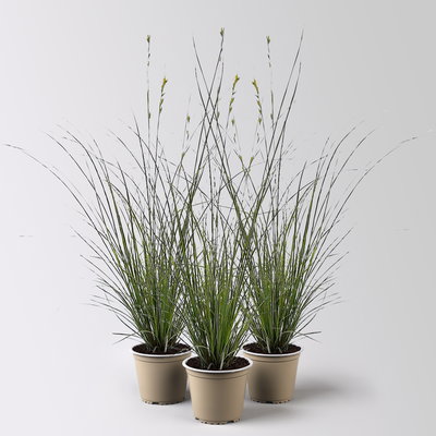 Bio Segge, grün-gelb, Topf-Ø 12 cm, 3 Pflanzen Bio Segge, grün-gelb, Topf-Ø 12 cm, 3 Pflanzen