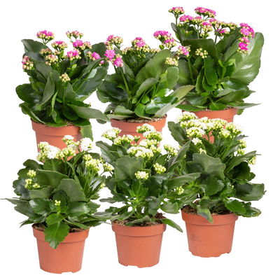 Kalanchoe 'Calandiva'®, weiß&violett, Topf-Ø 12 cm, Höhe ca. 20-30 cm, 6er-Set