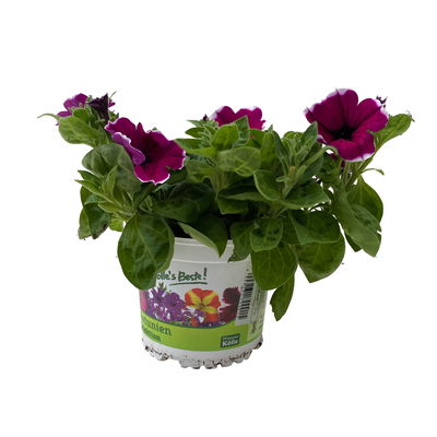 Petunie 'Cascadias™ Rim Cherry' magenta-weiß, hängend, Topf-Ø 13 cm 6 Pflanzen