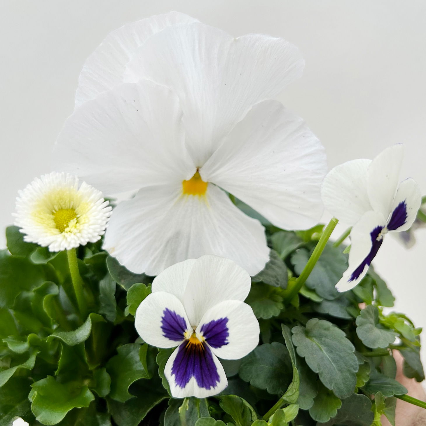 Frühlingmix, weiß, Topf-Ø 13 cm, 6 Pflanzen Frühlingmix, weiß, Topf-Ø 13 cm, 6 Pflanzen