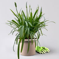 Agapanthus 'Summer Love™' weiß, Topf-Ø 24 cm