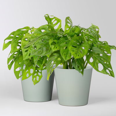 Monstera adansonii mit Topf Dallas gletscherblau, Topf-Ø 12 cm, 2 Pflanzen