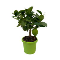 Limette 'Verde', Mini-Stamm, Topf-Ø 15 cm