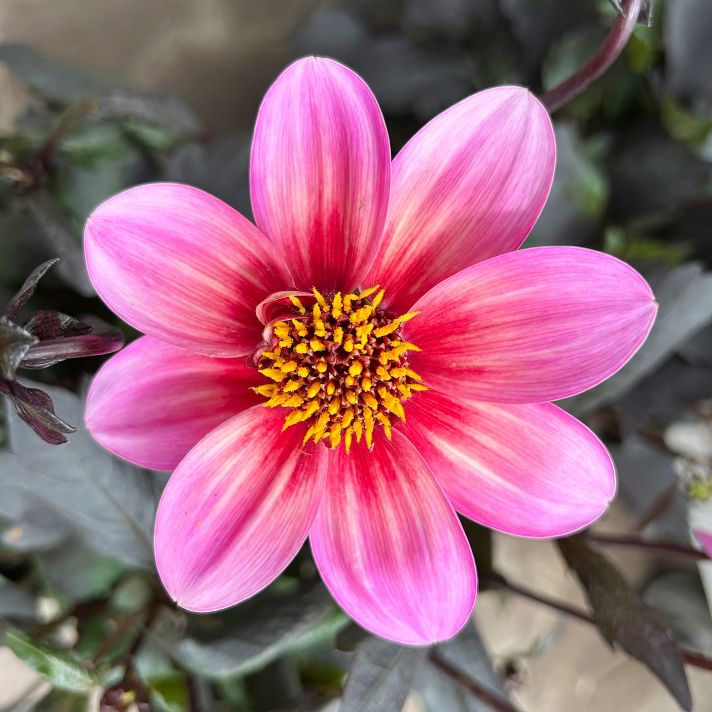 Dahlie 'Dahlegria® Tricolore', pink, Topf- Ø 21/22 cm