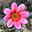 Dahlie 'Dahlegria® Tricolore', pink, Topf- Ø 21/22 cm