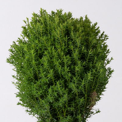 Kuschel-Lebensbaum 'Teddy', Topf-Ø 13 cm, 6 Pflanzen Kuschel-Lebensbaum 'Teddy', Topf-Ø 13 cm, 6 Pflanzen