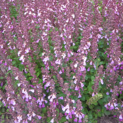 Edel-Gamander purpurrosa, Topf 11x11 cm, 3 Pflanzen