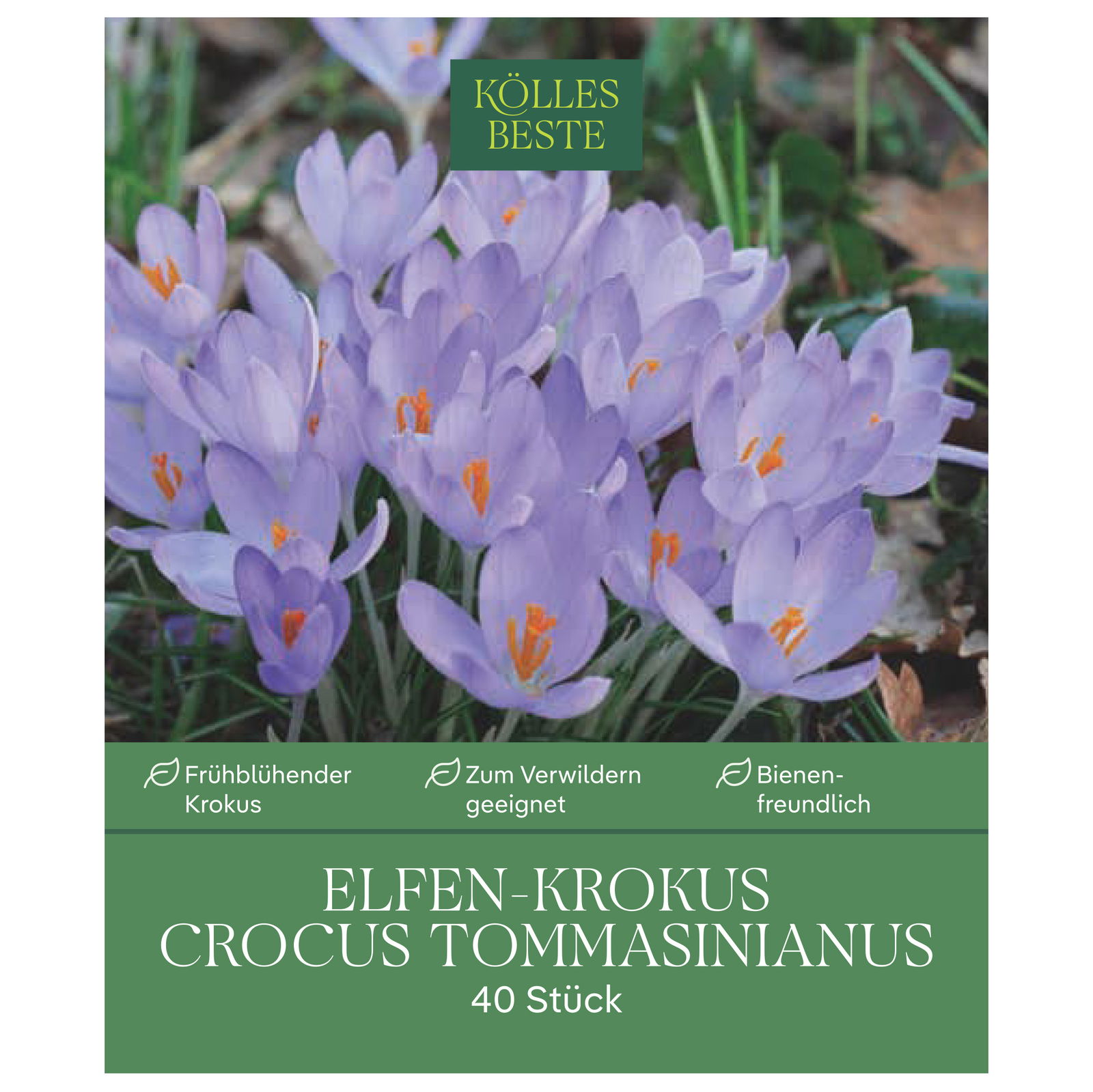 Elfenkrokus purpurblau, 40 Blumenzwiebeln