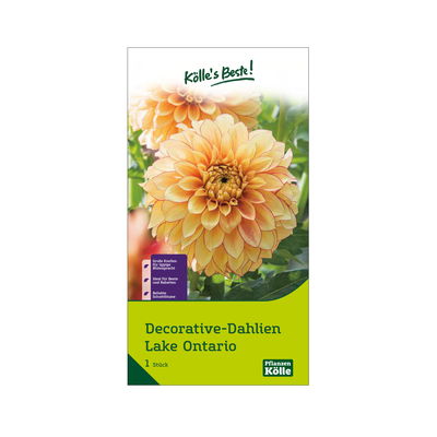 Kölles Beste Decorative Dahlie 'Lake Ontario' gelb/orange, 1 Blumenknolle