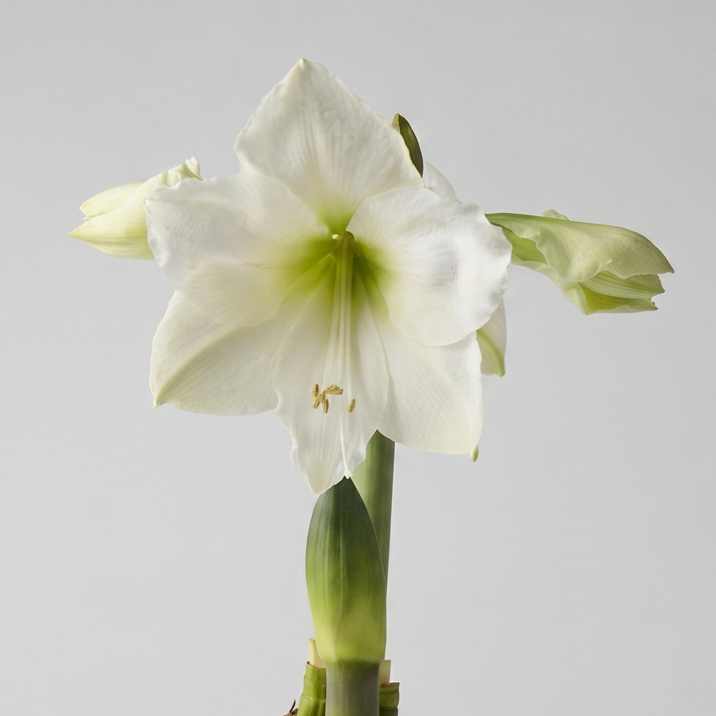 Amaryllis in Wachs XL, Dekor 'Basic White', Blüte weiß Amaryllis in Wachs XL, Dekor 'Basic White', Blüte weiß