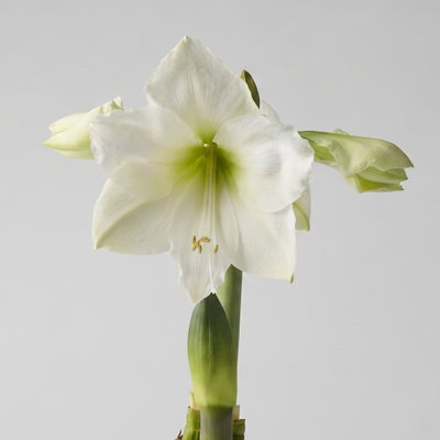 Amaryllis in Wachs XL, Dekor 'Basic White', Blüte weiß Amaryllis in Wachs XL, Dekor 'Basic White', Blüte weiß