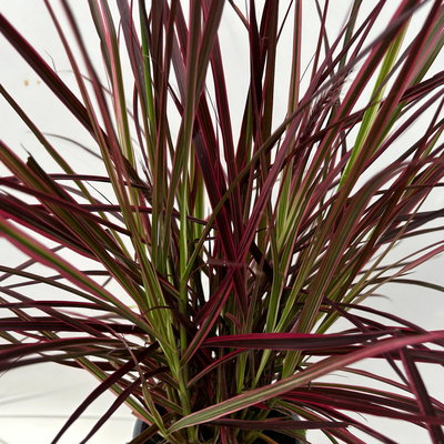 Lampenputzergras 'Fireworks', bunt, Topf-Ø 19 cm, 2 Pflanzen