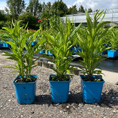 Sonnenbraut 'Rubinzwerg', Topf 11x11 cm, 3 Pflanzen