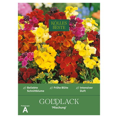 Kölles Beste Blumensamen, Goldlack 'Mischung'