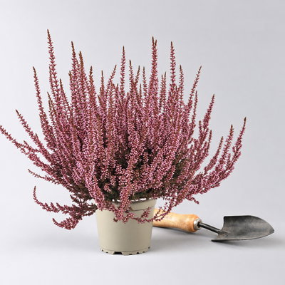 Knospenheide 'Picasso', rot gefärbt, Topf-Ø 12 cm, 6 Pflanzen