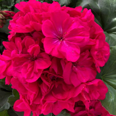 Geranie magenta, stehend, Topf-Ø 13 cm, 6 Stück Geranie magenta, stehend, Topf-Ø 13 cm, 6 Stück