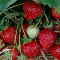 Kölle Bio Erdbeere Hummi® 'Rimona', 3er-Set, öftertragend, 12 cm Topf