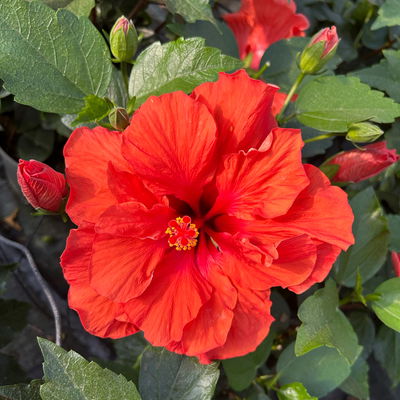 Hibiskus, gefüllte Blüte, Farben zufällig, Topf-Ø 17 cm, 2 Pflanzen