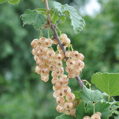 Johannisbeeren 'Weiß & Schwarz', Topf 2 Liter, 4 Pflanzen