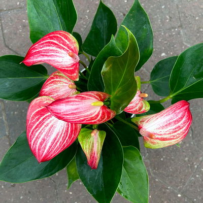 Flamingoblume 'Livium Red' rot-weiß gestreift, inkl. Übertopf Dallas weiß