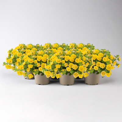 Zauberglöckchen 'Double Yellow' gelb gefüllt, Topf-Ø 13cm,6 Pflanzen