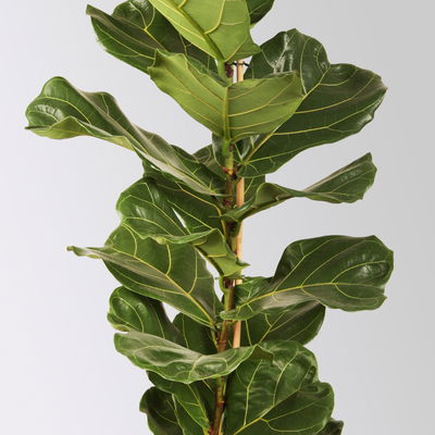 Geigenfeige, Topf-Ø 21 cm, Höhe ca. 80-100 cm Geigenfeige, Topf-Ø 21 cm, Höhe ca. 80-100 cm